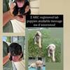 AKC registered lab puppies