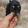 Long Haired Miniature Dachshund Puppies 