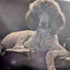 Akc Standard Poodle Available at Stud