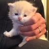 Cream Puff - Mitted Buff BiColor Male Ragdoll