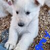Akc German Shepherd (White Swiss)