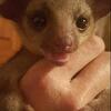 Honey bear