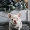MALE CREAM FRENCHIE PUPPY