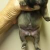 AKC French bulldog puppy 