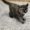 CFA Registered Persian and ESH Persian