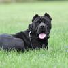Adult bandogge female