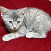Domestic Bobtail, 7 week old female.