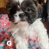   Female Shih Tzu born 9-4-25