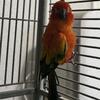 Breeder green cheek and sun conures 