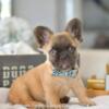 Poetic French Bulldog Chewy the Fluffy fawn male Frenchie Puppy