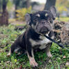 female french bulldog