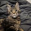 Registered 10mo Old Maine Coon