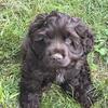 Chocolate Cocker Spaniel puppy