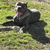 ICCF Registered Cane Corso