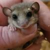 African pygmy dormice (microsquirrels)