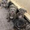 READY FOR REHOME !!! 8 WEEKS OLD!  AMERICAN POCKET BULLY PUPPIES!! 