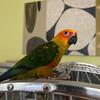 Sun Conure