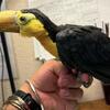 Keel Billed Toucan babies
