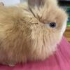 BABY DWARF LIONHEAD BUNNY RABBITS! 🐰 DWARF BUNNIES!