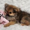 Poms, starting at $400
