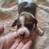 Mini doxens ready soon!