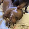 Hairless Chihuahuas bonded pair