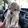 Adorable Chihuahua Puppies for Sale 
