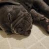 Frenchie x corso