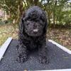 Moyan Poodle Puppies – AKC/CKC – Hypoallergenic – ATL (Shipping Available)
