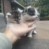 Maincoon Ragdoll mix kittens READY FOR YOU 