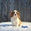 Male blenheim cavalier puppies! 