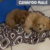 Cavapoo Puppies  Sweet Puppies - Long Island New York 