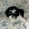 Shih-tzu puppies! Ready now!
