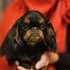 King Charles Spaniel boy 12 months