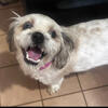 11 months Shih Tzu Asking For 350.00
