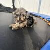 Merle toy poodle