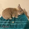 Netherland Dwarf kit