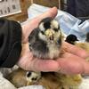Bantam Cochin chicks 