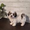 Shih Tzu Puppy 