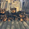 Gorgeous Yorkie puppies 