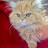 Orange long coat Persian