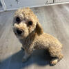 Your New Best Friend Is Just A Bark Away! (Toy Poodle )