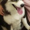 F1 Pomsky male for sale