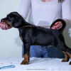 FCI dobermann puppies