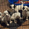 English Setter puppies for sale