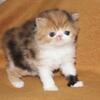 Persian kittens