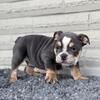 Rex English bulldog akc