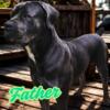 Cane Corso Puppies - Reserve Yours for September 2025! 