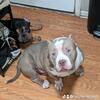 Bling Son Harrisons Klaus – Extreme Pocket American Bully Stud