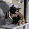 Sold Maine Coon female kitten dob 4/19/2025